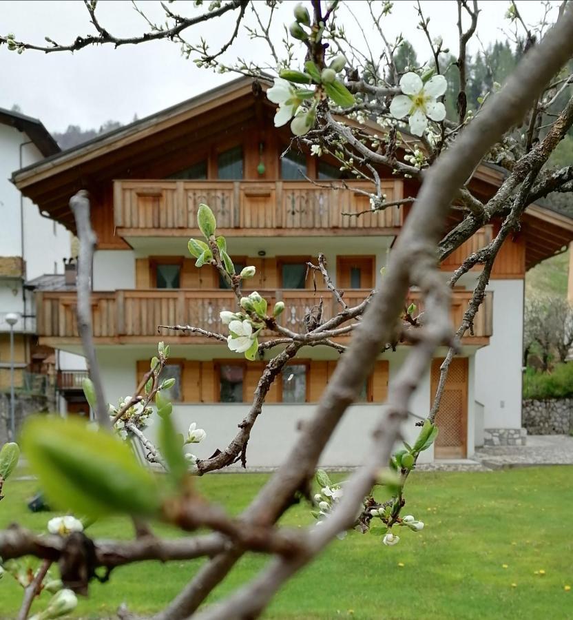 B&B Il Tulipano San Pietro di Cadore Exteriör bild