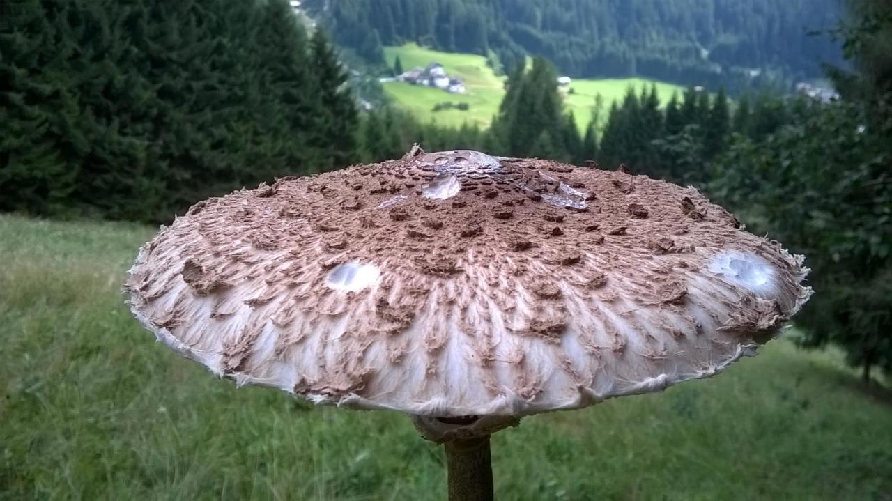B&B Il Tulipano San Pietro di Cadore Exteriör bild